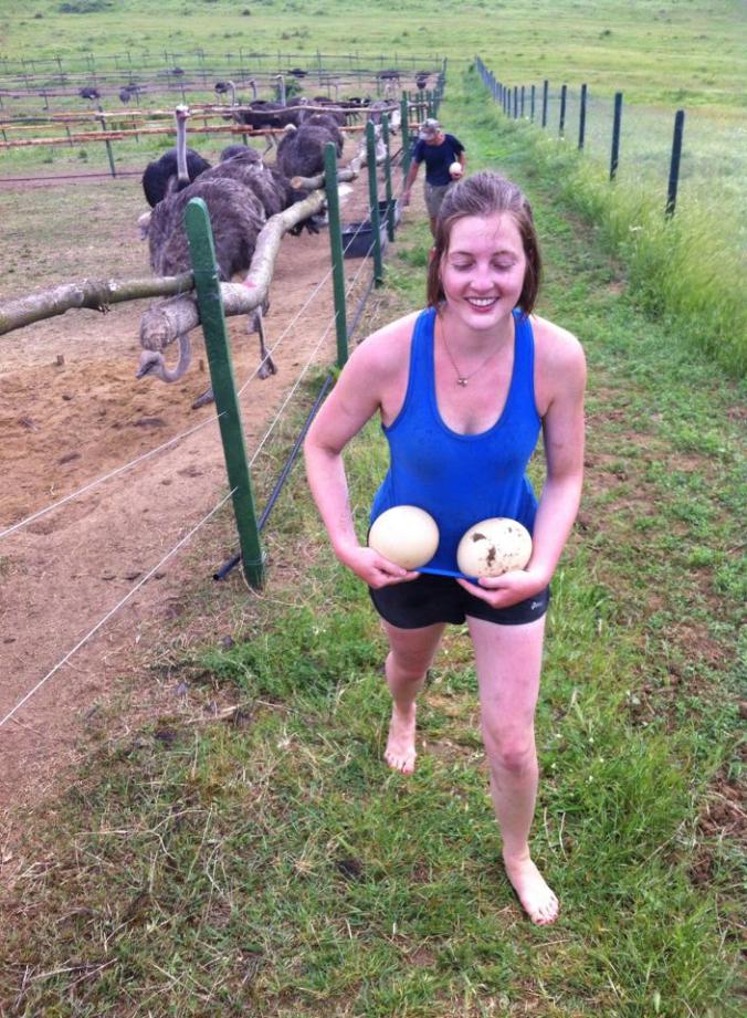 I'm even safe while these ostriches plot to kill me....but I did steal their eggs, so fair enough!