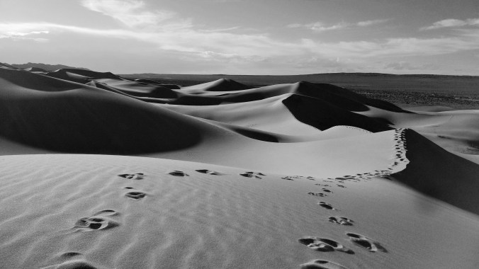 Footsteps in the sand dunes at  Khongoryn Els